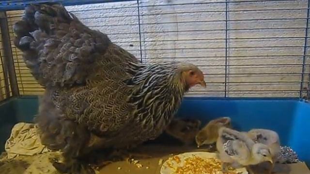 MVI 2194 Наседка Брама с цыплятами. смотреть онлайн