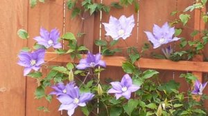 Clematis (H.F.Young)floreciendo