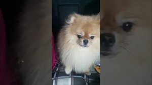 Шпиц разговаривает (полное видео)