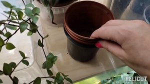 Фиттония. Зусишила(. Спасу или всё кончено!?