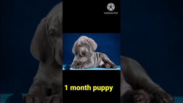 1 year weimaraner dog size 🐕🦺#viral #shortvideo @Street_Dog_Kalu436