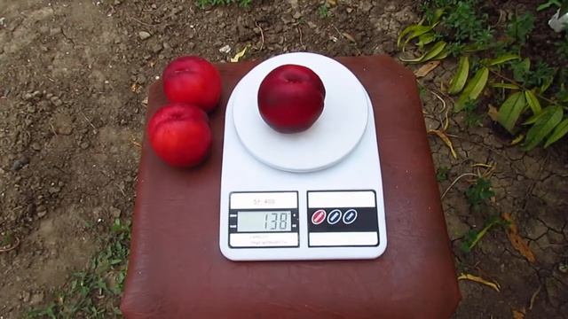 нектарин Харблейз смотреть онлайн