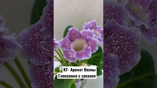 КТ- Аромат Весны, Глоксиния с нежным запахом