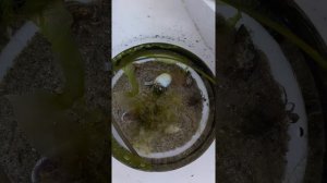 Черноморский краб- отшельник