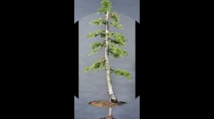 American Larch Bonsai 1