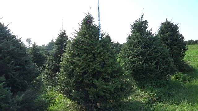 Пихта Фразера (срезанная новогодняя пихта) 22165 смотреть онлайн