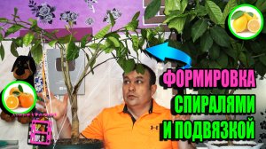 ФОРМИРОВКА ЦИТРУСОВЫХ И ФОРМИРОВКА ЛАВРА С ПОМОЩЬЮ СПИРАЛЕЙ И ПОДВЯЗОК. ЭКЗОТИКА НА ПОДОКОННИКЕ 22-7