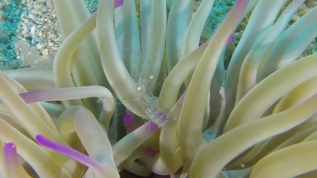 Diving Kroatien SV Marina ( Croatia ) HD
