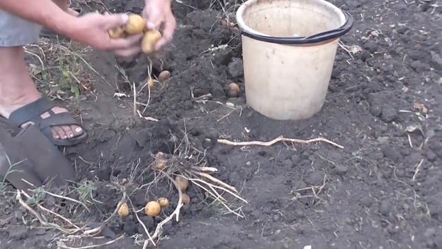 Копаем картошку вручную. Уборка картофеля смотреть онлайн