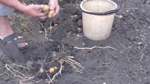 Копаем картошку вручную. Уборка картофеля