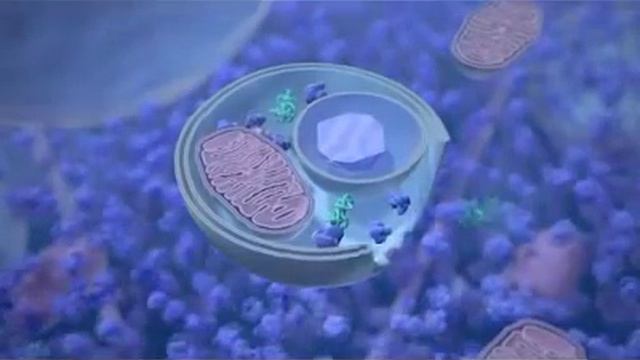 Autophagy- процесс омоложения