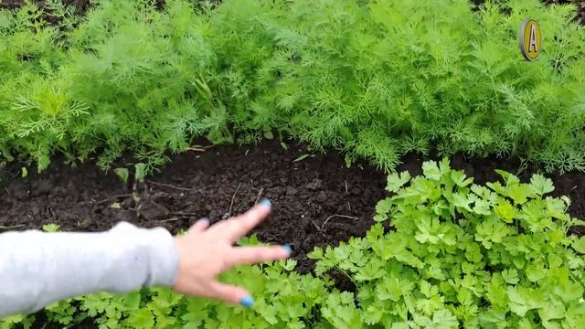 Как выращивать укроп и петрушку. Широкорядный посев.