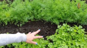 Как выращивать укроп и петрушку. Широкорядный посев.