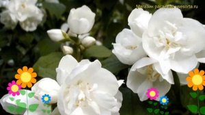 Чубушник венечный Дам Бланш. Краткий обзор, описание philadelphus coronarius Dame Blanche
