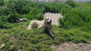 Волкодавы от Питомника Волкодавв 05.
