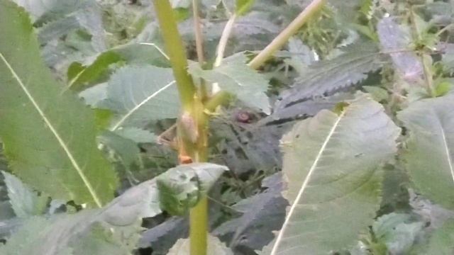 как стрекочет большой зеленый кузнечик