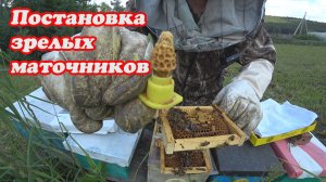 ПОСТАНОВКА МАТОЧНИКОВ В НУКЛЕУСЫ ПОСЛЕ ОТБОРА МАТОК.