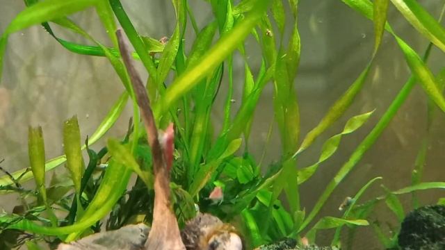 Улитка хелена ест улитку меланию/Улитки и креветки/Helena the snail eats Melanie the snail смотреть онлайн