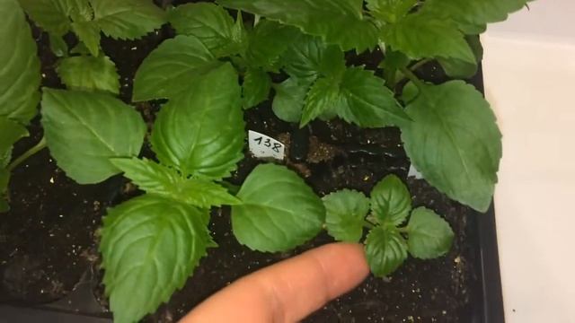 Торения 14.03.18 Обзор рассады торении смотреть онлайн