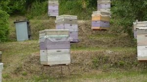 Пчёлки 28. Пчёлы, кошки и ветер