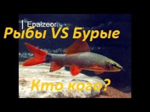 Бурые водоросли VS Рыбы-Водорослееды. (Архив от 1.02.2022)