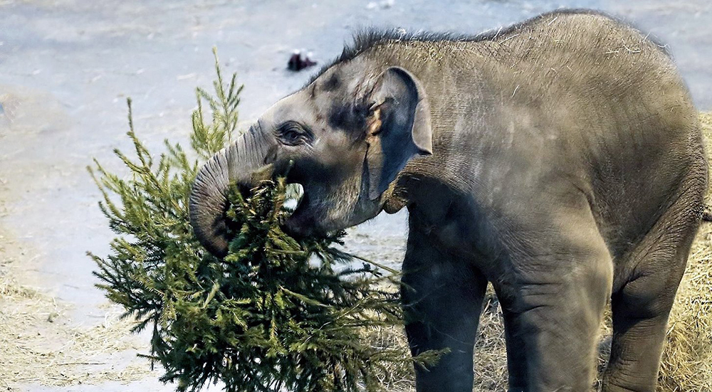 Московский зоопарк принимает елки для животных / Город новостей на ТВЦ