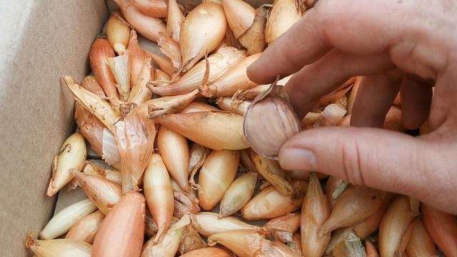ЛУК и ЧЕСНОК. Самые важные вопросы по выращиванию и хранению.