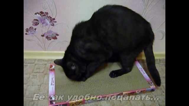 Когтедралка-когтеточка для кошек