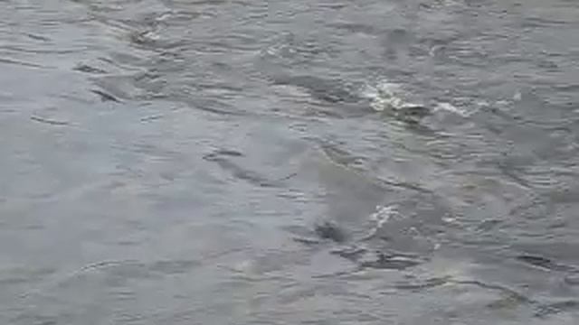 Нерест подуста