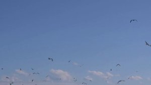 Казахстан. Озеро Алаколь. Птичий остров.