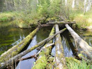 Родные просторы