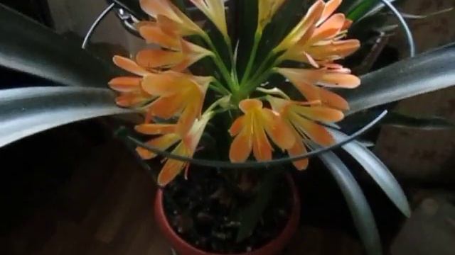 Кливия зацвела ! УрА!! смотреть онлайн