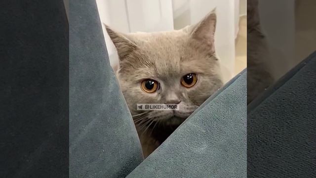 Приколы-31.mp4 смотреть онлайн