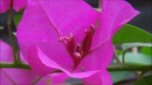 COLOURFUL BOUGAINVILLEA