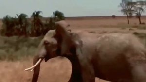 Лучшие бои животного мира, жестокая жизнь диких животных, лев, буйвол, тигр, шакал,