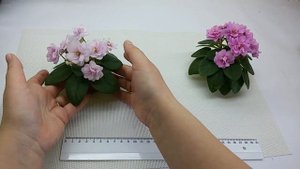 Фиалки БР-Кохана и ЦМ-Вечные Ценности, обзор сортов