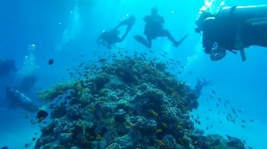 Подводный мир Красного моря • Дайвинг • Хургада