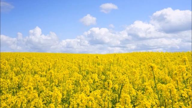 Bach   Sonata No 1 for Violin  Harpsichord in B minor BWV 1014 FULL   Classical Music