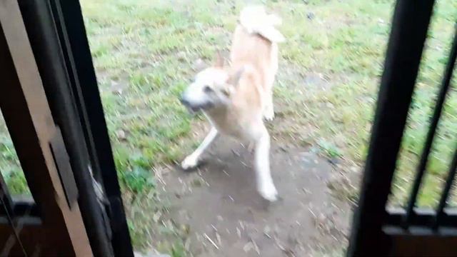 Альма и Гром заработали мясо смотреть онлайн