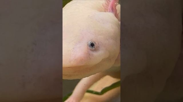 Видели видео. Аксолотль. Часть 6 #axolotl #аксолотль #виделивидео #первыйканал