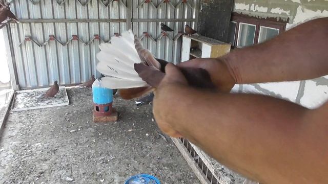 В гостях у Алексея Луки. Одесская обл. г Ильичевск 28 08 21 г смотреть онлайн