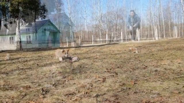 Фрай Винд, щенки вельш корги пемброк - Самба, Сахарок и Терра Тея смотреть онлайн