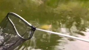 Ловля сазана на реке Дон в районе Сонькиной косы рядом со станицей Раздорская