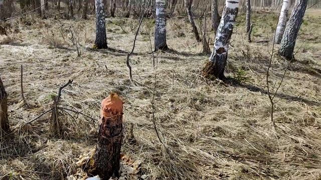 А вы почему ещё не в лесу? Бобры, клещи и лягушки смотреть онлайн