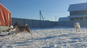 Лайки  уходят в лес