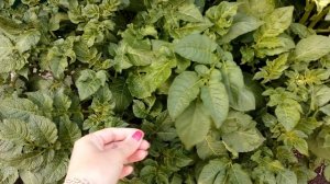 КЛУМБА ИЗ КУСТОВ КАРТОФЕЛЯ