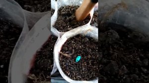 (42)Рассада огурцов Герман.