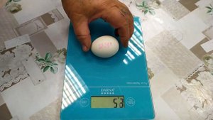 Индюшиные яйца. Сравнение с куриными/ Turkey eggs