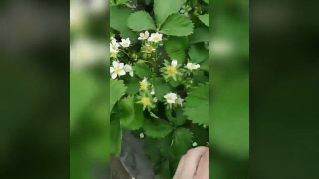 Какой сорт созревает раньше? Батл ФЛЁР/КЛЕРИ/АЛЬБА смотреть онлайн