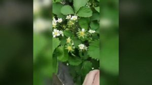 Какой сорт созревает раньше? Батл ФЛЁР/КЛЕРИ/АЛЬБА